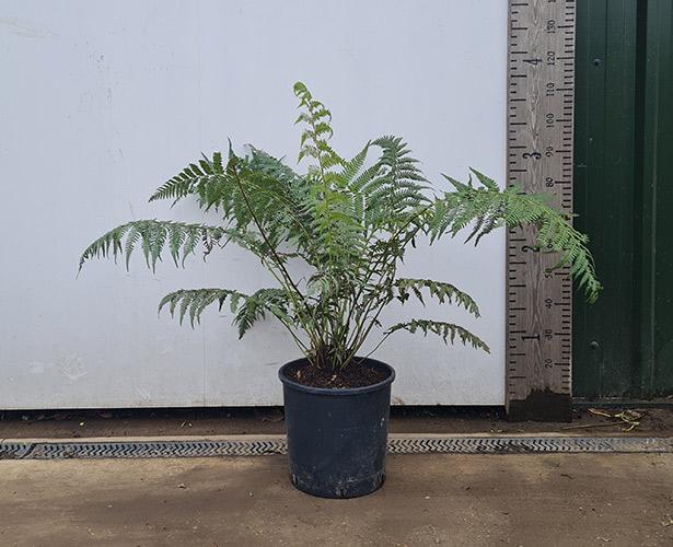 Australian Tree Ferns Dicksonia Antarctica Tasmanian Tree Fern