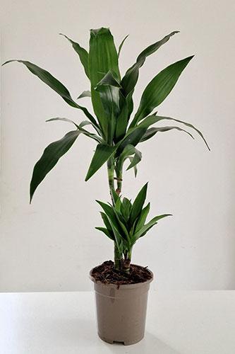 Dracaena Janet Craig Dragon Tree Janet Craig Indoor Plant