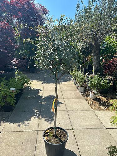 Eucalyptus Gunnii. Cider Gum Eucalyptus Tree for Sale UK