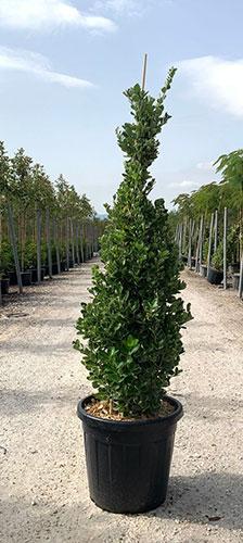 Euonymus Japonicus Kathy Evergreen Shrub. Buy Uk