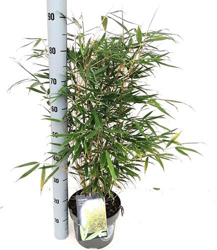 Fargesia Robusta Pingwu. Fargesia Pingwu Bamboo for Sale UK