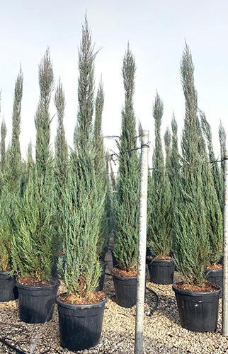 Juniperus Skyrocket. Rocky Mountain Juniper Skyrocket Online