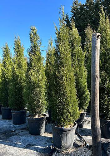 Leyland Cypress Blue Jeans Cupressus Leylandii for Hedging