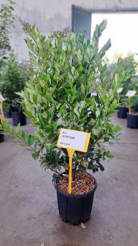 Ligustrum Japonicum Texanum Japanese Privet Hedging Shrubs