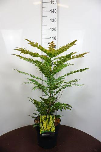 Mahonia X Media Winter Sun. Nice Bushy Shape. Buy Online UK