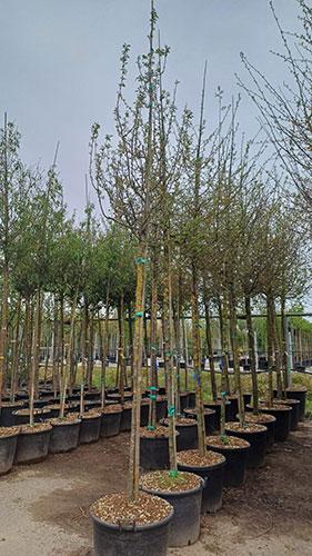 Malus Evereste Crab Apple trees for sale online UK