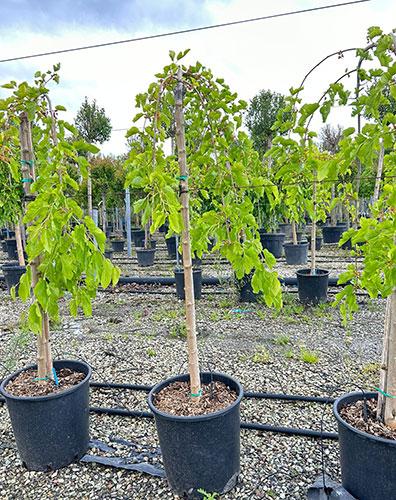 Morus Alba Pendula Weeping White Mulberry Trees for Sale UK