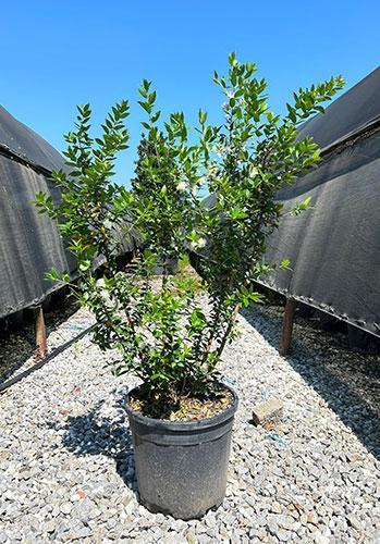 Myrtus Communis or Common Myrtle for Sale Online