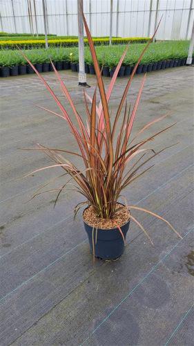 Phormium Tenax Pink Stripe New Zealand Flax Pink Stripe