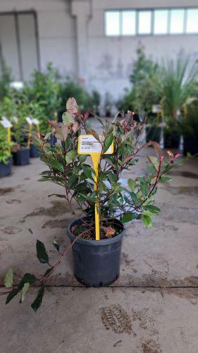 Photinia Fraseri Little Red Robin. Dwarf Red Robin Shrubs