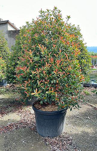 Photinia Red Robin Compacta Photinia Red Robin Compact