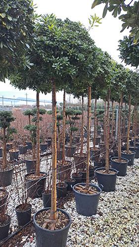 Pittosporum Tobira Full Standard Trees For Sale Uk