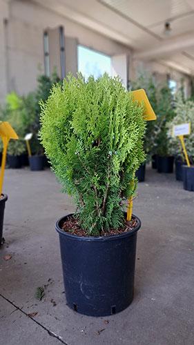 Thuja Orientalis Aurea Nana. Dwarf Golden Oriental Thuja