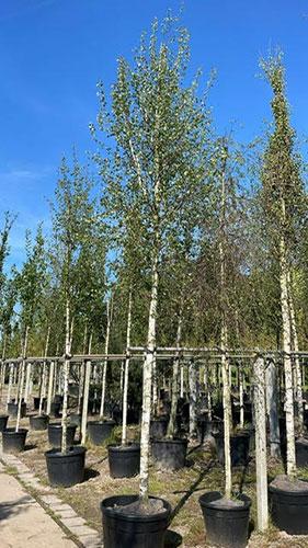 Weeping Silver Birch. Betula Utilis Pendula. Tree Nursery UK