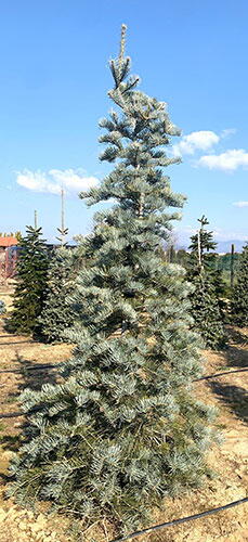 Abies Concolor White Pine Tree. American Conifer Firs Buy UK