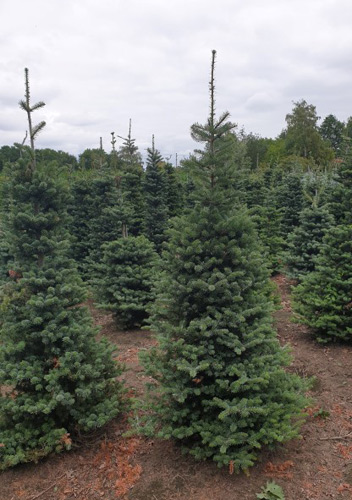 Korean Fir Trees. Abies Koreana Conifer for sale online UK