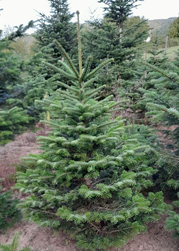 Nordmann Fir Christmas Trees Potted Available All Year UK