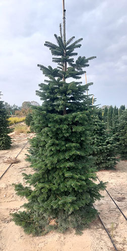 Nordmann Fir Christmas Trees Potted Available All Year UK