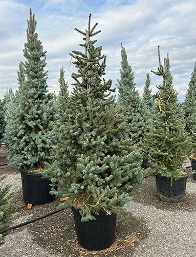 Abies Pinsapo Glauca Spanish Fir also Hedgehog Fir for Sale