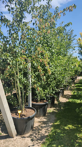 Acer Davidii. Snake Bark Maple. Snakebark Maple. Acer Trees