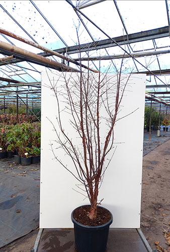 Acer Griseum Paper Bark Maple Trees To Buy Online UK & Irl