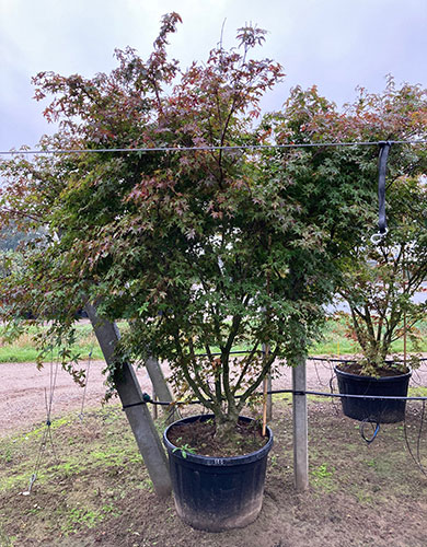 Acer Palmatum Deshojo. Japanese Maple Deshojo. Online UK