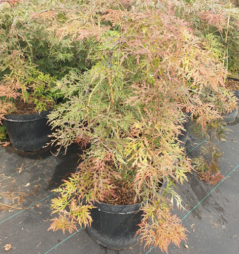 Orangeola Japanese Maple. Acer Palmatum Dissectum Orangeola