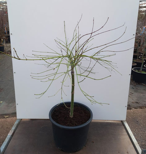 Acer Palmatum Dissectum Viridis. Japanese Maple Viridis