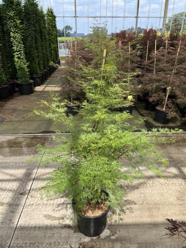 Acer Palmatum Emerald Lace Japanese Maple Trees for Sale UK