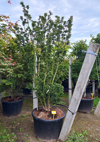 Acer Palmatum Crispifolium Shishigashira, Japanese Acers, Uk