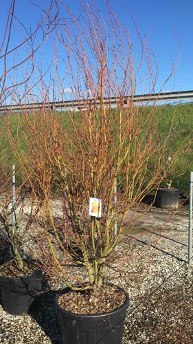 Acer Palmatum Ueno yama. Japanese Maple Ueno Homare for Sale