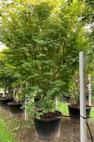 Acer Palmatum Ueno yama. Japanese Maple Ueno Homare for Sale