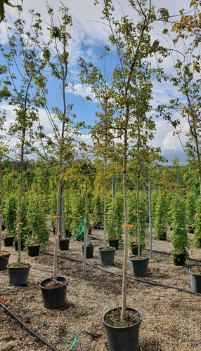 Acer Tataricum Ginnala. Armur Maple Ginnala Tree for Sale UK