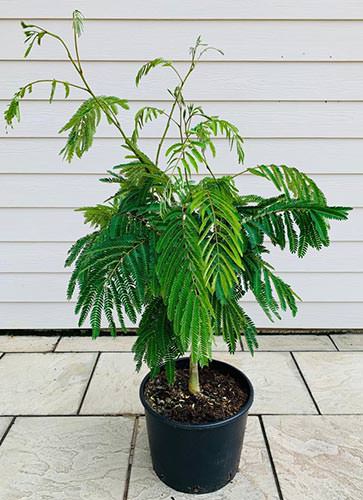 Albizia julibrissin Ombrella Tree or Silk Tree Ombrella UK