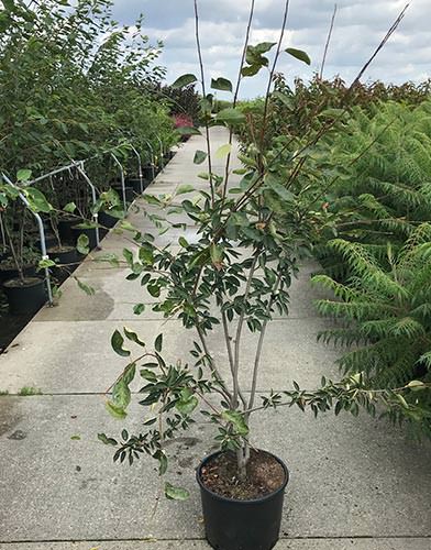 Amelanchier Grandiflora Ballerina. Ballerina Tree for Sale