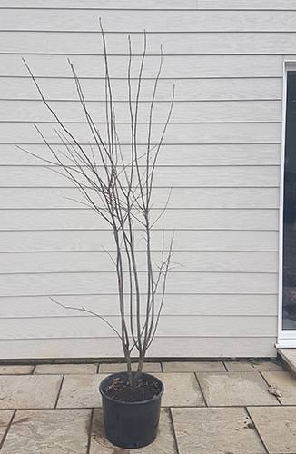 Amelanchier Grandiflora Ballerina. Ballerina Tree for Sale