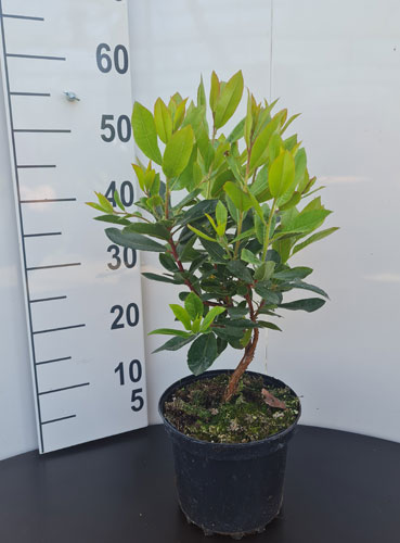 Arbutus Unedo Strawberry Tree for Sale UK & Eire Online