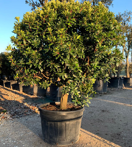 Arbutus Unedo Strawberry Tree for Sale UK & Eire Online