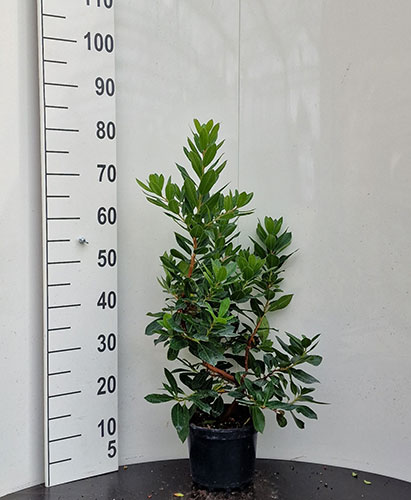 Arbutus Unedo Strawberry Tree for Sale UK & Eire Online