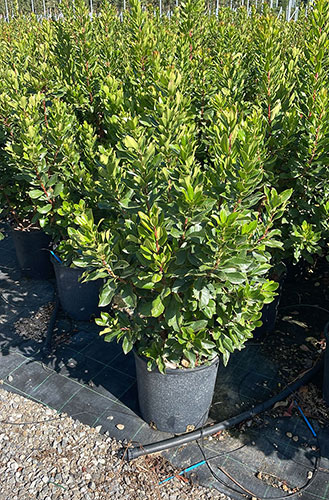 Arbutus Unedo Strawberry Tree for Sale UK & Eire Online