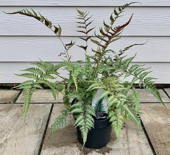 Athyrium Niponicum. Japanese Painted Fern. Ferns London Uk