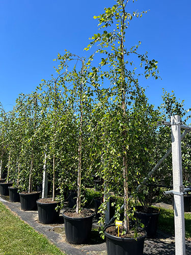 Betula Nigra Summer Cascade River Birch Weeping River Birch