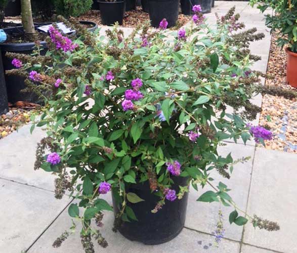 Dwarf Buddleia Lilac Chip Butterfly Bush Hybrid for Sale