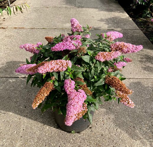 Image of Flamingo bush flowers