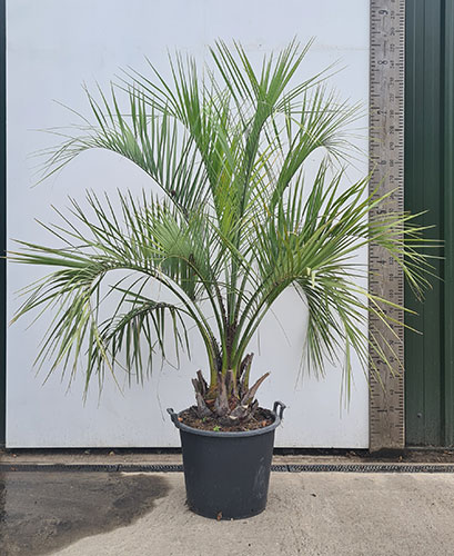 Butia Capitata Pindo Palm. Hardy Palms For Sale Online Uk