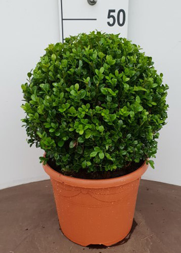 Buxus Balls Buy Online. Box Globe Topiary Shrubs for Sale UK