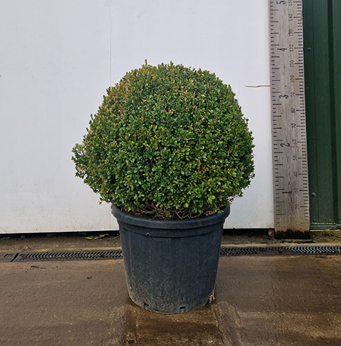 Buxus Balls Buy Online. Box Globe Topiary Shrubs for Sale UK