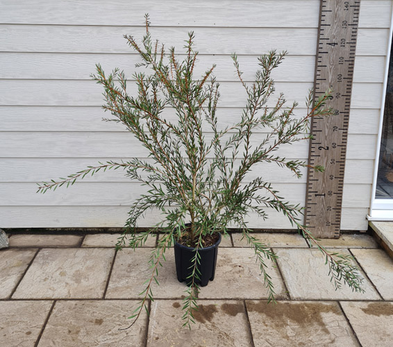 Callistemon Citrinus Lemon Bottlebrush Callistemon Lanceolatus