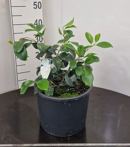 Camellia Japonica Compacta Alba For Sale Online