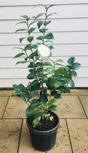 Camellia Japonica Nuccios Gem shrub for Sale online UK.